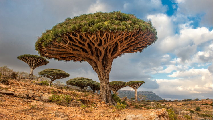 Dragon tree (Dracaena draco).