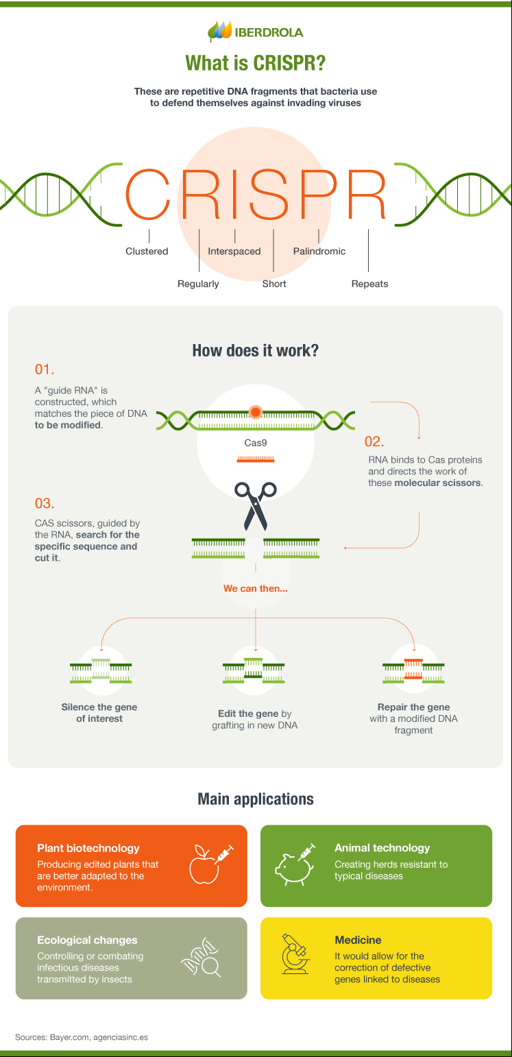 What is CRISPR and how does it work