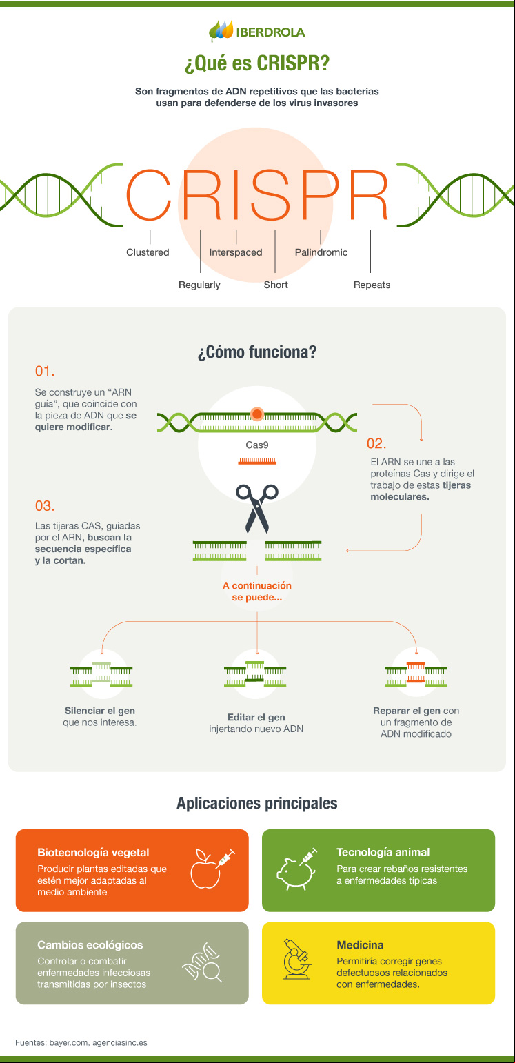 Qué es CRISPR y cómo funciona