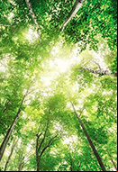 Bosque