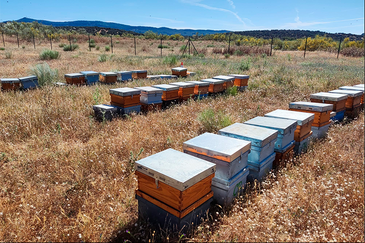 Honeycombs in the field