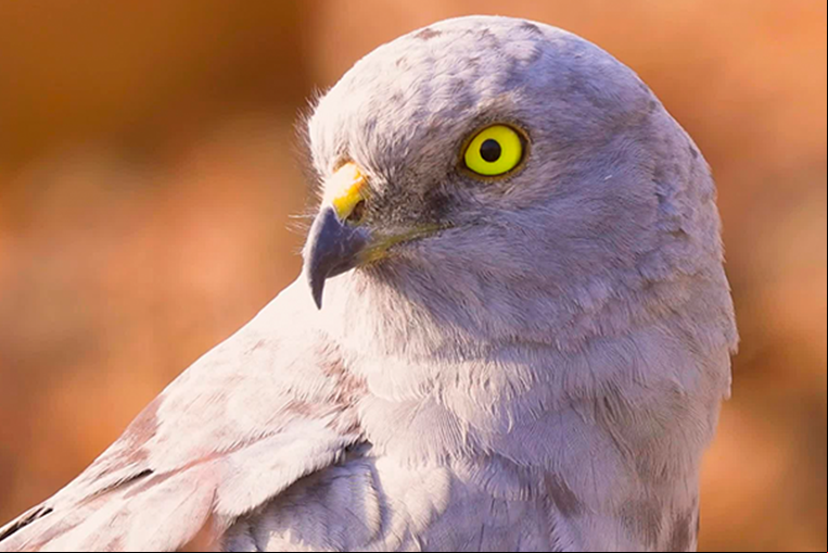 SEO Birdlife