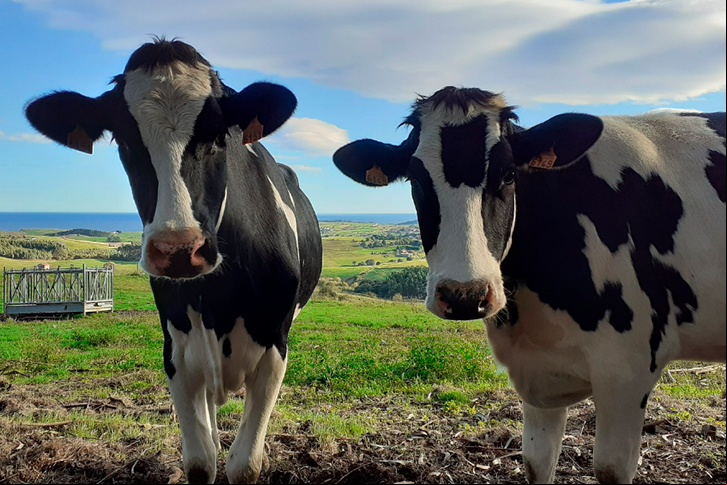 Mesta e Carbon2Nature se unem para reduzir as emissões de metano no setor primário