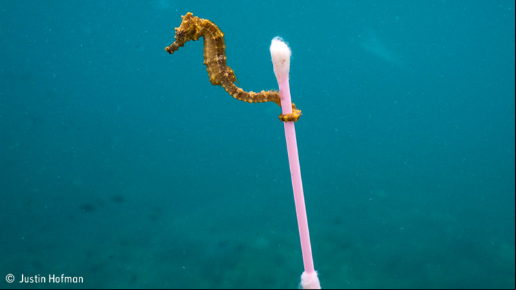 'Sewage Surfer', Justin Hofman (Estados Unidos), finalista en la categoría Fotoperiodismo.
