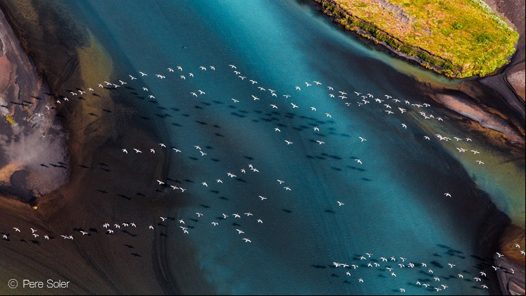 'The great migration', Pere Soler (España), ganador de la categoría Aves, NPOTY 2017.