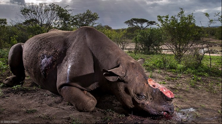 'Memorial to a species', Brent Stirton (Sudáfrica), primer premio.