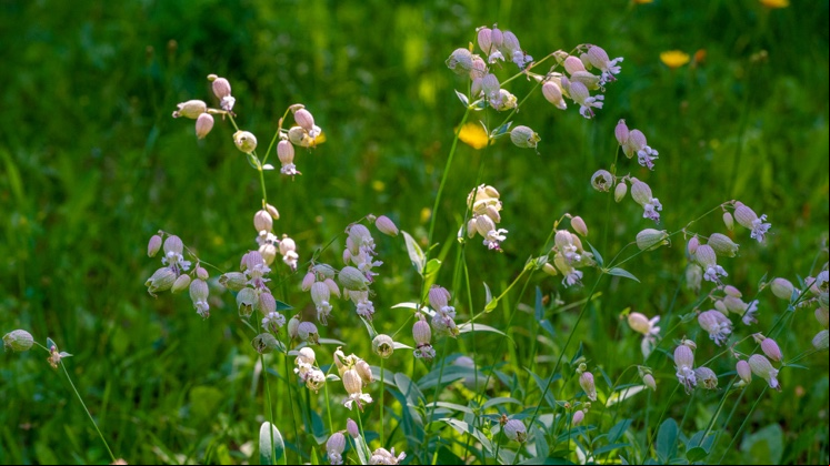 Candelária (Silene vulgaris).