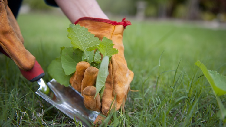 As ervas daninhas são muito competitivas e, em alguns casos, podem diminuir o rendimento de outras plantas ou cultivos.