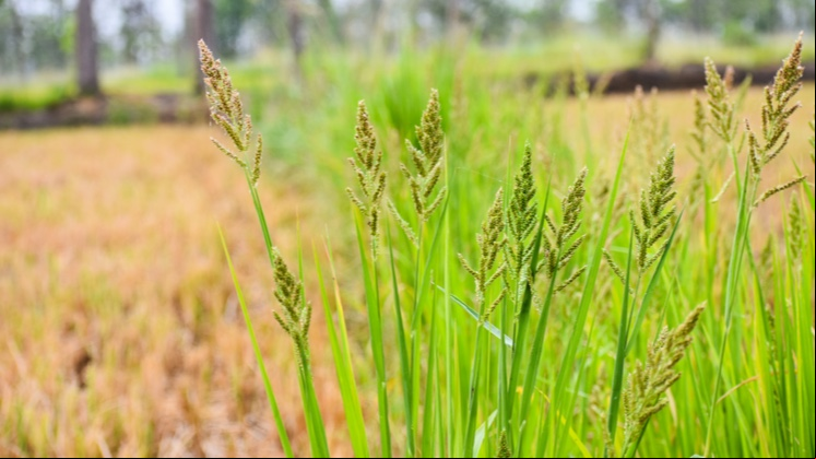 Capim-arroz (Echinochloa crus galli).