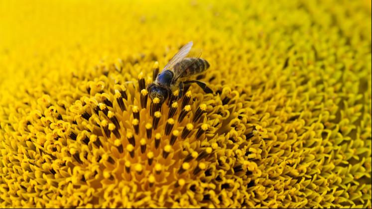 Los plaguicidas, la contaminación y el cambio climático están provocando la desaparición de los polinizadores naturales.