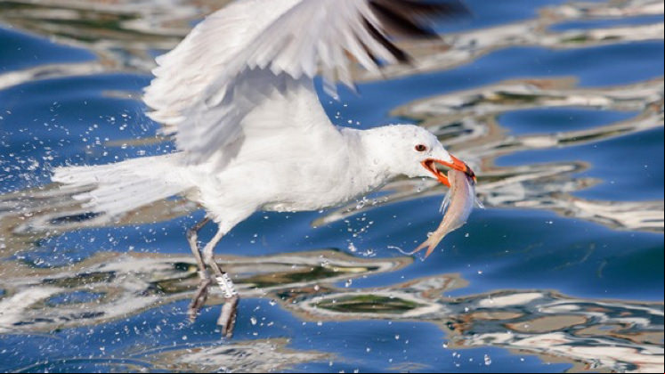 Gaivota-de-Audouin.
