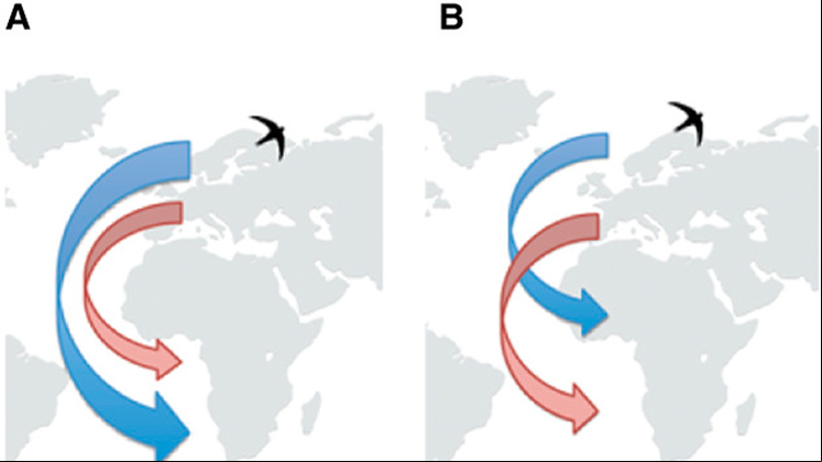 Estratégias de migração. A: migração saltitante ou leapfrog. B: migração em cadeia (Fonte: Åkesson et al., 2020. Evolution, evo.14093).