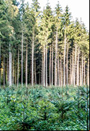 Reforestación