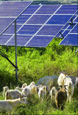 Ovejas en planta fotovoltaica