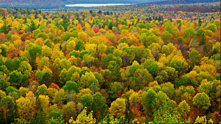 Bosques