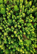 Bosque
