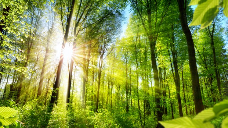 Floresta.
