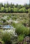 A filial britânica do grupo, ScottishPower, promoveu em 2020 a plantação de cerca de 640.000 árvores em 2020 e 2021 no âmbito de seu plano de gestão e monitoramento de habitats de parques eólicos. Estas se somam às cerca de 1,2 milhão de árvores plantadas até 2019 em uma superfície conjunta de 9.049 hectares. Além disso, implementaram-se iniciativas de voluntariado que permitiram plantar 420 árvores.