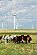 Caballos en parque eólico