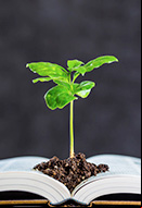 Planta