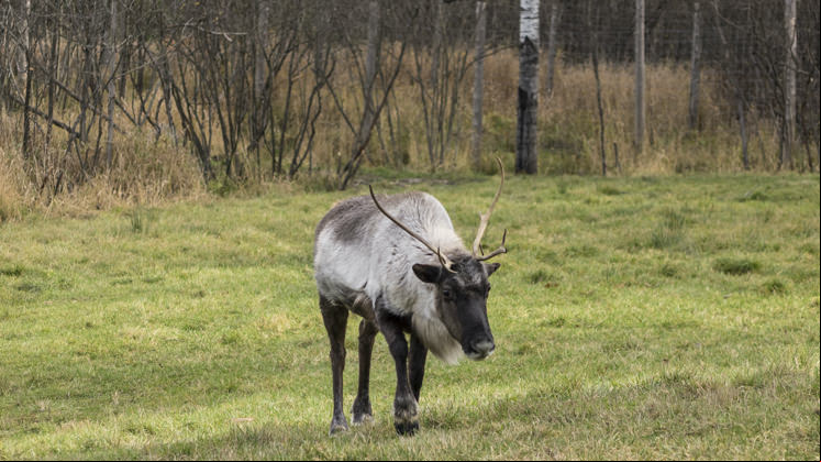 El caribú (Rangifer tarandus) es una especie amenazada por su dificultad para sobrevivir a los veranos cada vez más largos y calurosos.