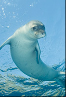 Foca