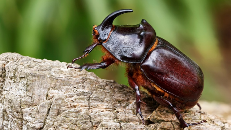 Insectos_746x419_2