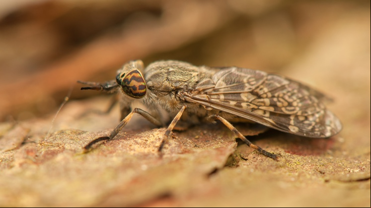Insectos_746x419_6.jpg