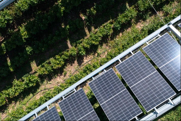 Iberdrola seleciona quatro projetos internacionais para promover a coexistência da agricultura e da pecuária com o desenvolvimento de usinas fotovoltaicas.