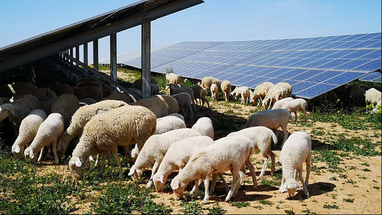 Iberdrola obtains UNEF's Seal of Excellence for Sustainability at two photovoltaic plants