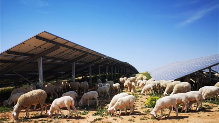Planta fotovoltaica de Iberdrola España en Teruel